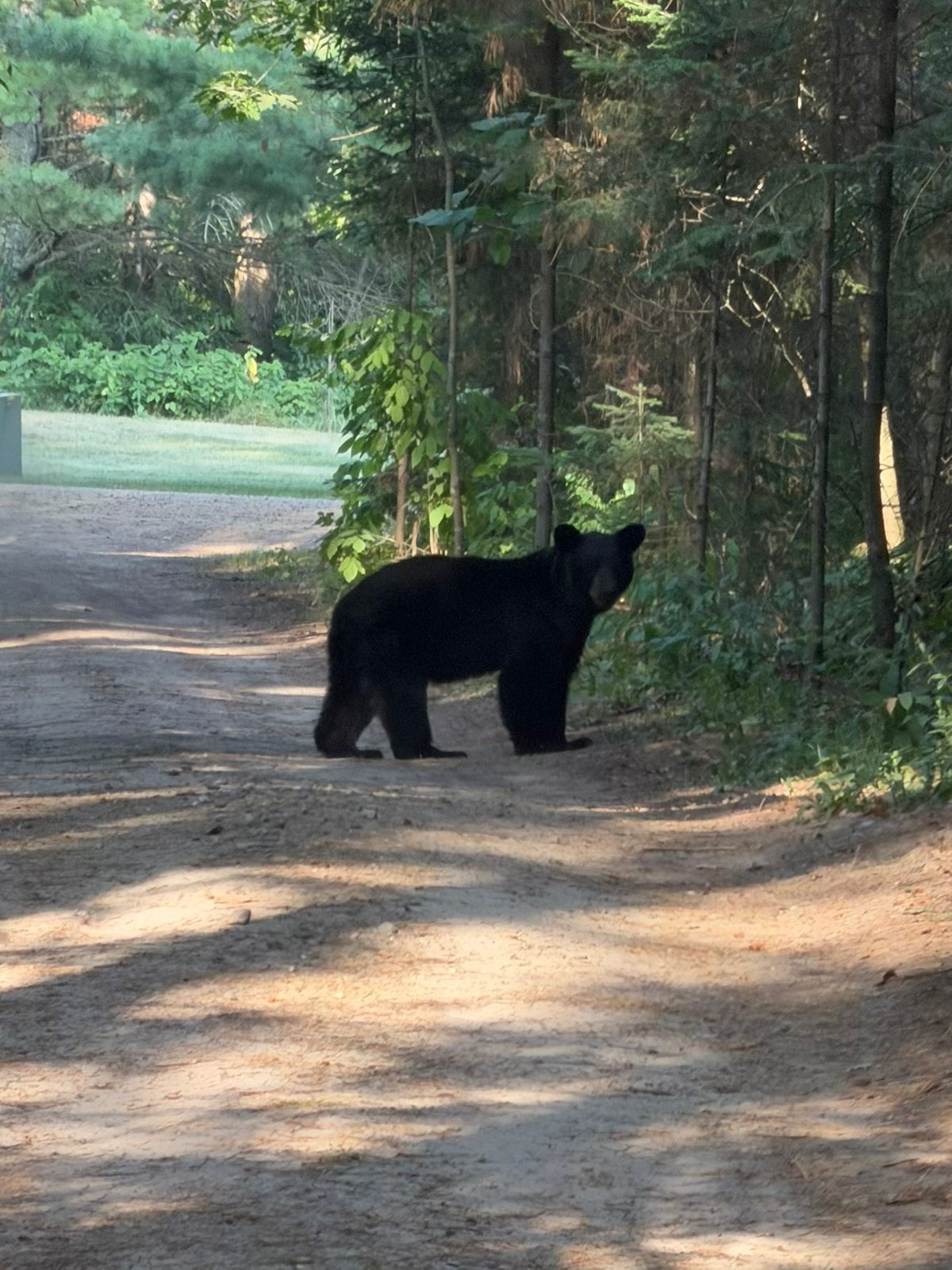 Northwoods wildlife – black bear