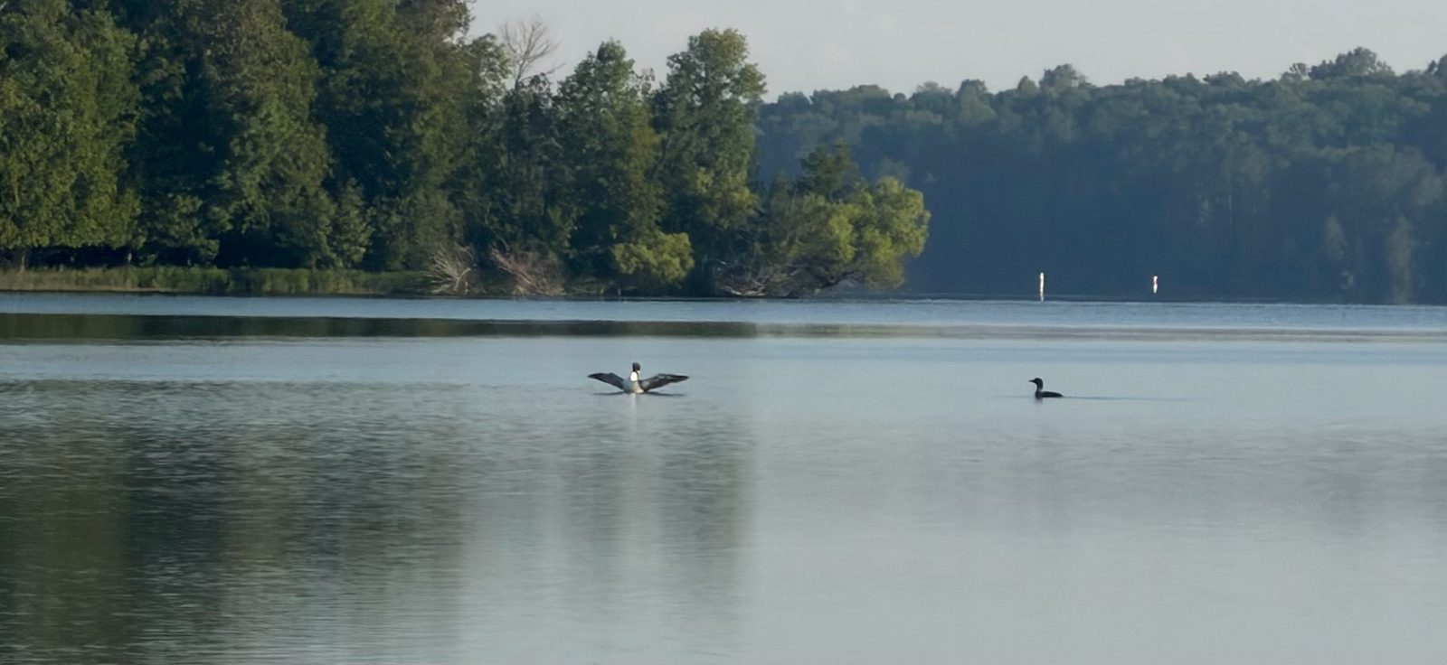 Loons on Thunder Lake